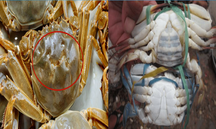 Mua cua ghẹ chỉ nhìn vào 5 điểm, con nào cũng béo múp, nhiều gạch, không lo bị ọp phí tiền