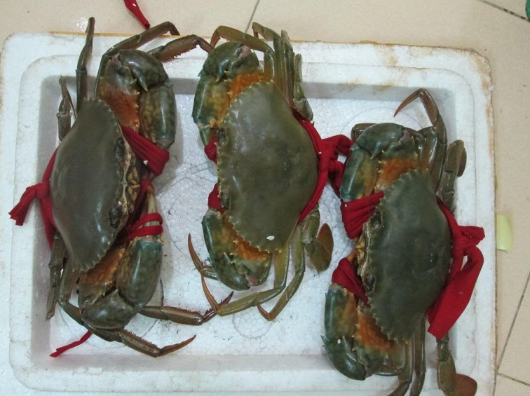 Mua cua ghẹ chỉ nhìn vào 5 điểm, con nào cũng béo múp, nhiều gạch, không lo bị ọp phí tiền