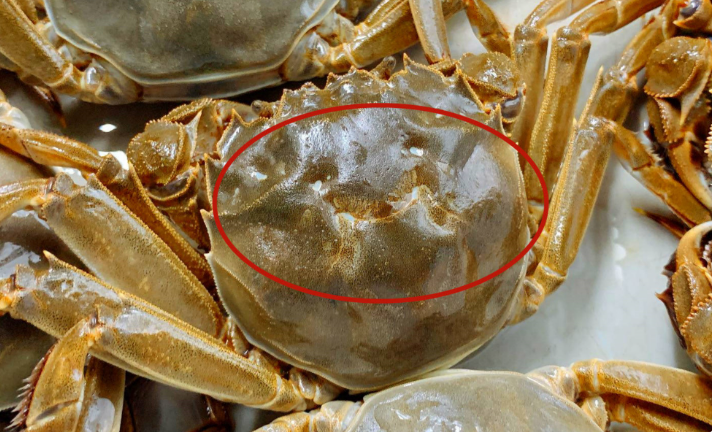 Mua cua ghẹ chỉ nhìn vào 5 điểm, con nào cũng béo múp, nhiều gạch, không lo bị ọp phí tiền