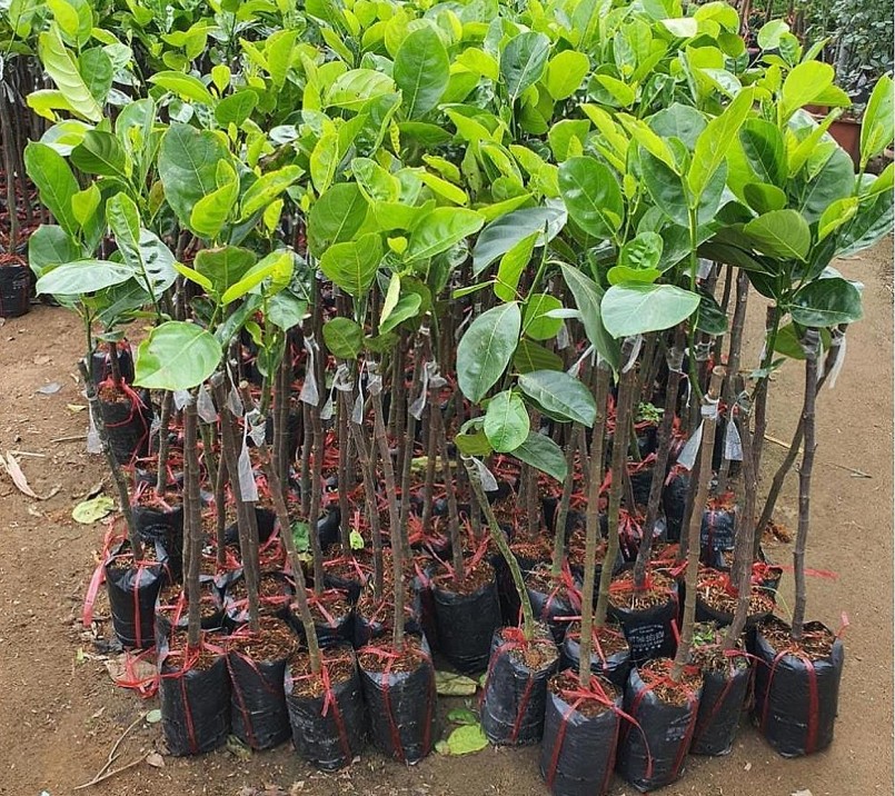 Cây giống mít Thái siêu sớm giá tăng cao, nhiều nhà vườn không đủ hàng để bán.