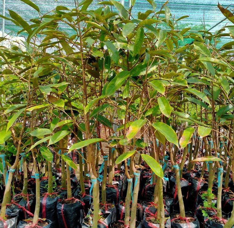 Cây giống sầu riêng Ri6 cũng được mua nhiều đẩy giá tăng cao.