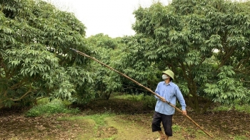 Phù Cừ (Hưng Yên) tập trung chăm sóc 147ha vải theo quy trình VietGAP đang đậu quả