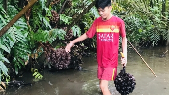 Có một loại quả quý hiếm ở Trung Quốc không kém sầu riêng, ở Việt Nam rụng đầy ven sông