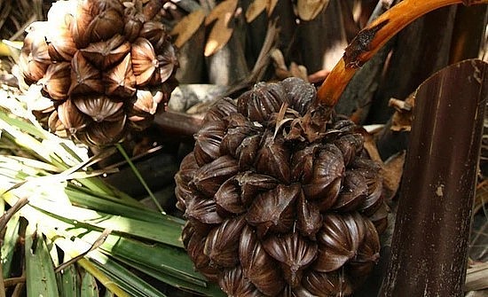 Trái dừa nước được sử dụng để chế biến đồ uống và món ăn.