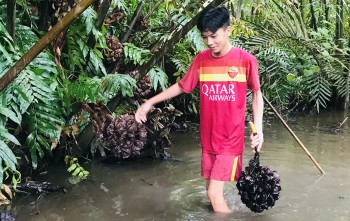 Có một loại quả quý hiếm ở Trung Quốc không kém sầu riêng, ở Việt Nam rụng đầy ven sông