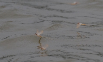 Chiêm ngưỡng vẻ đẹp của loài côn trùng đoản thọ, là đặc sản chỉ có ở sông Hồng