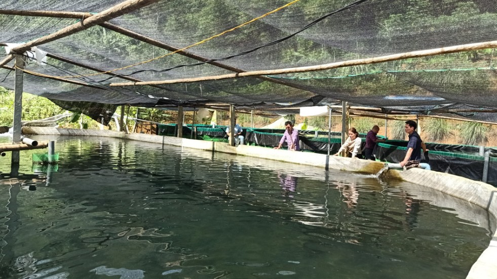 Nuôi loài cá đặc sản thích đằm mình trong nước lạnh, chủ trang trại thu nhập tiền tỷ