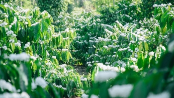 Mê mẩn khoe sắc mùa hoa cafe Tây Nguyên