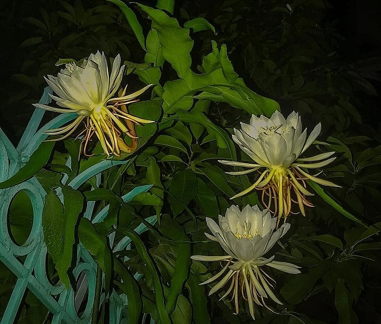 Ông Thuận cũng trồng cá những cây hoa quỳnh - loài hoa lạ lùng chỉ nở vào ban đêm.