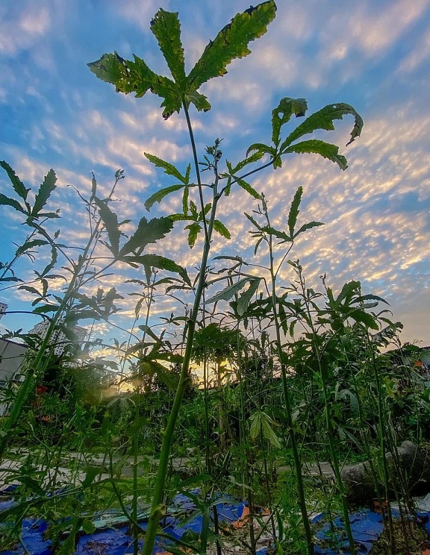 Để có được những khóm rau xanh mát, tươi tốt như vậy, gia đình ông Thuận phải chăm chút, tỉ mỉ và cần mẫn nhiều ngày. 