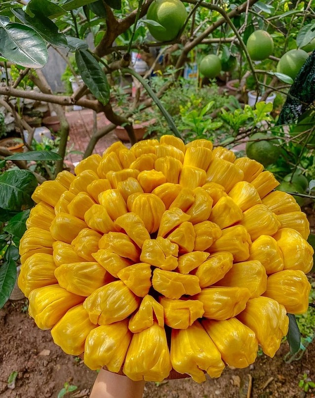 Ông Thuận thử trồng nhiều loại khác nhau, loại cây nào ông Thuận trồng cũng đều cho ra hoa thơm trái ngọt. 