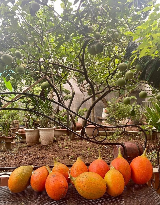 Gấc chín được ông Thuận hái xuống để nấu xôi. 