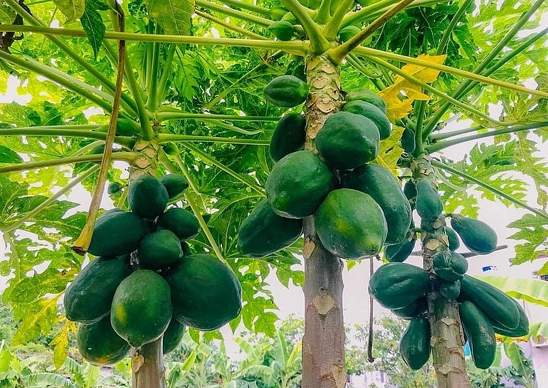 Cây đu đủ trong vườn nhà ông Thuận sai trĩu quả. Đu đủ chín ăn ngọt mát, đu đủ xanh cũng có thể chế biến làm các món canh, xào hoặc dùng để pha nước chấm. 