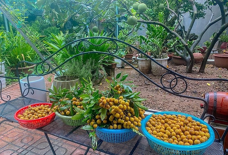 Nhãn ăn không xuể dù gia đình ông đã chia cho hàng xóm và họ hàng. Do số lượng nhãn quá nhiều, gia đình ông thường bóc vỏ tách lấy thịt nhãn sấy khô để làm long nhãn ăn dần.