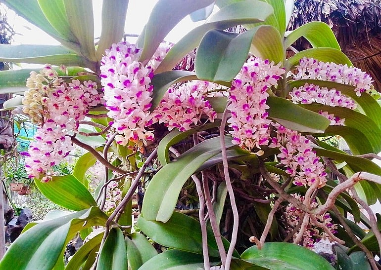 Hoa phong lan nở rộ rực rỡ trong khu vườn của ông Thuận.