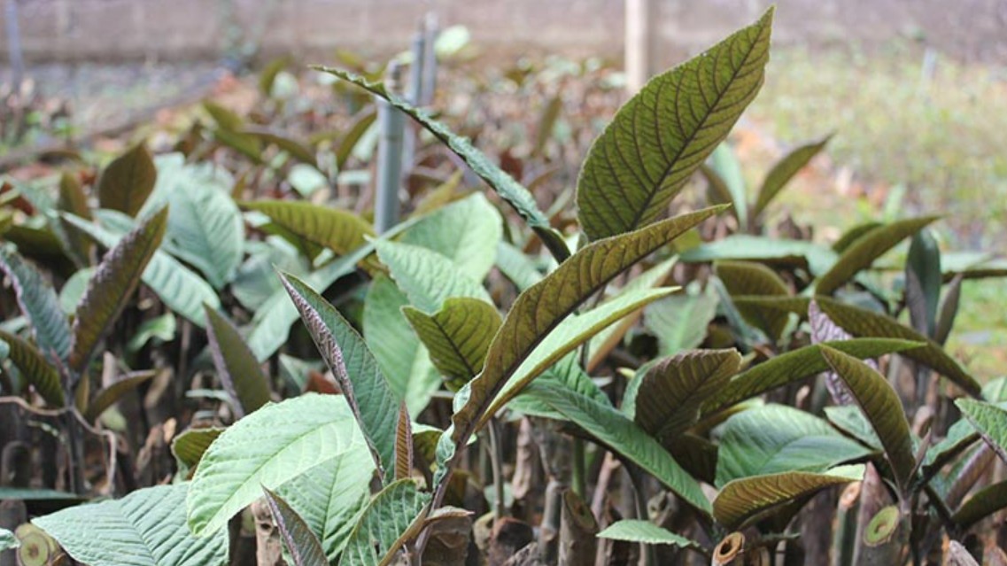 Tác dụng của lá khôi đối với sức khỏe