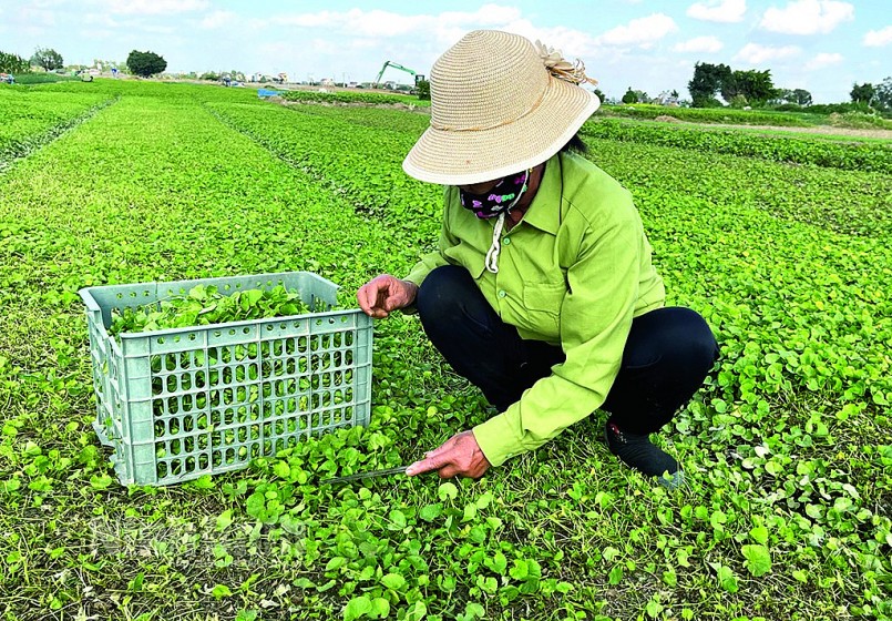 Bà Vũ Thị Nghĩa thu hoạch rau má Bà Vũ Thị Nghĩa thu hoạch rau má