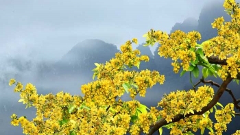 Du khách thỏa sức chiêm ngưỡng sắc hoa Yên Tử