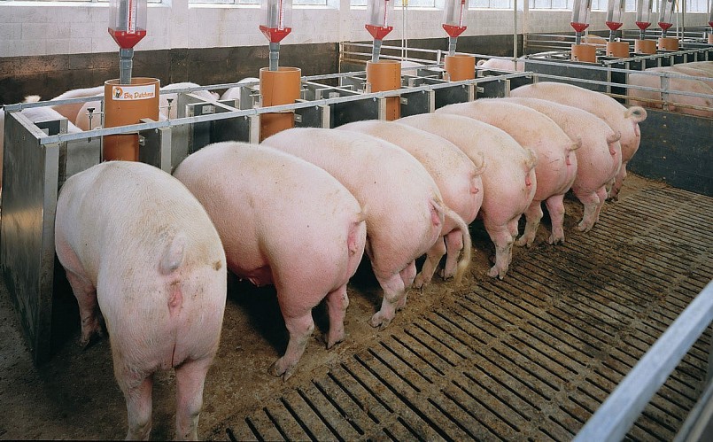 Giá heo hơi hôm nay (30/3) toàn thị trường lặng sóng dao động quanh mức 48.000 đến 52.000 đồng/kg. 