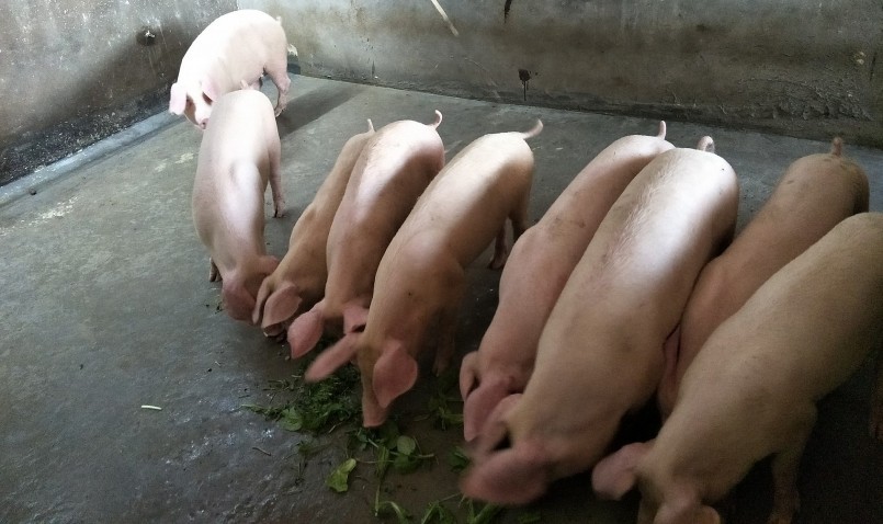 Giá heo hơi hôm nay (30/3) vẫn duy trì ở mức thấp khiến người chăn nuôi lỗ nặng dù đã áp dụng nhiều biện pháp.