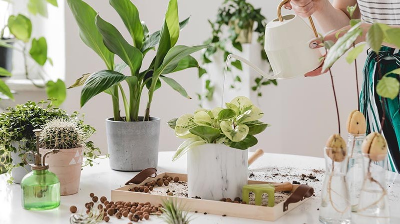 Trồng hoa không được bón phân theo 3 kiểu này, bón 1 lần cây sẽ bị thối rễ