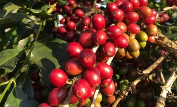 Giá nông sản hôm nay (30/3) cà phê tiếp đà lao dốc, hồ tiêu kháng cự chưa thể vượt trần 66.000 đồng/kg