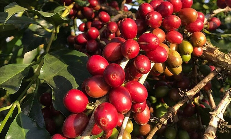 Giá nông sản hôm nay (30/3) giá cà phê tiếp tục lao đốc. Trên sàn kỳ hạn, robusta tại London giảm 0.69%,Cà phê trong nước cũng giảm 300 đồng/kg.