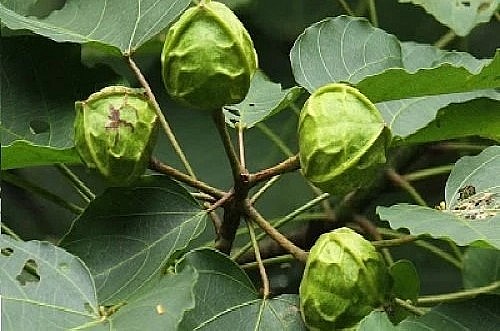 Hạt trẩu thường dùng để pha sơn hoặc làm phân bón, thuốc diệt chuột, thuốc trừ sâu...