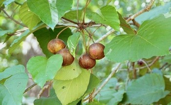 Loại hạt giống hạt dẻ gây ngộ độc khiến hàng chục người phải cấp cứu nguy hiểm thế nào?