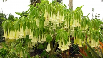 Những loài hoa đẹp mê hồn nhưng chứa chất độc tổn hại sức khỏe, cẩn trọng khi trồng trong nhà