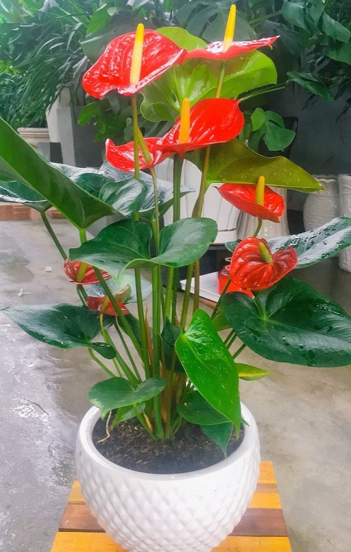 Người trồng phải hết sức cẩn trọng khi có những chậu hồng môn trong nhà.