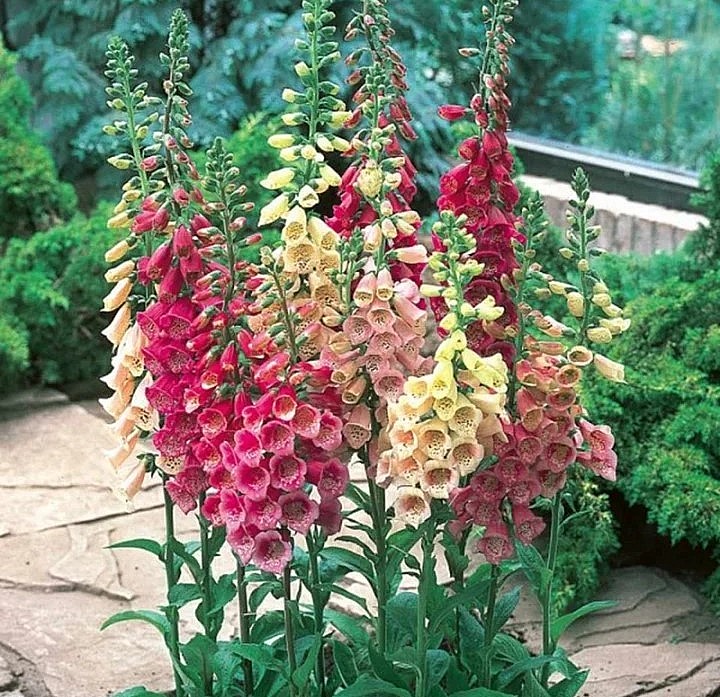 Hoa chùm pháo khi ăn có thể gây rối loạn nhịp tim.