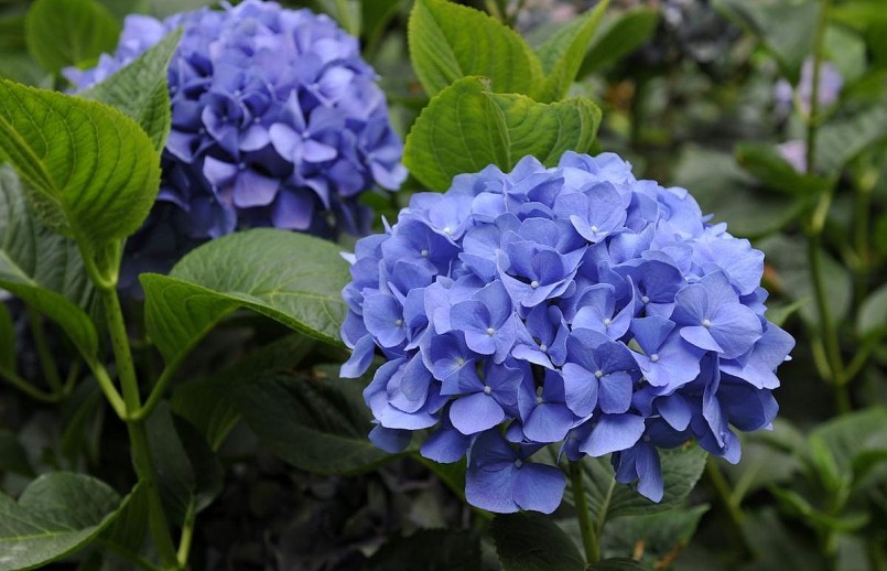 Hoa cẩm tú cầu quen thuộc chưa chất độc gây hôn mê.