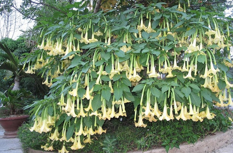 Cây kèn của thiên thần được trồng nhiều nơi tại Việt Nam chứa chất độc gây 