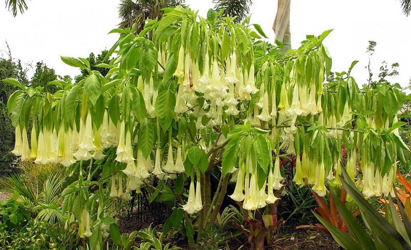 Nhiều loại hoa rất đẹp mắt nhưng lại chứa chất độc gây hại cho cơ thể con người.