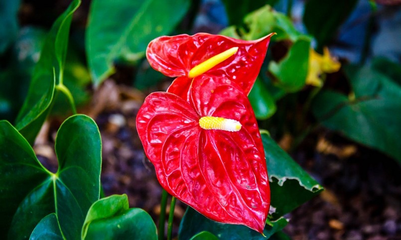  Hồng môn trồng phổ biến nhưng độc toàn thân.