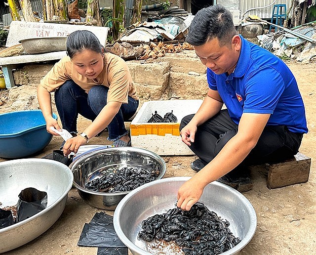 Yến Nhi thu hoạch bò cạp thương phẩm tại mô hình nuôi bò cạp của gia đình.