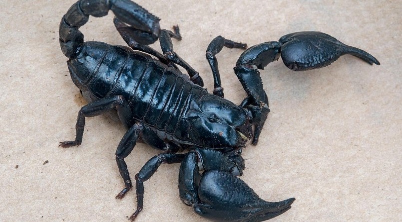Bọ cạp là loài hung dữ có chất độc gây tê liệt thần kinh đã được nữ 9X thuần hóa nuôi quy mô lớn.