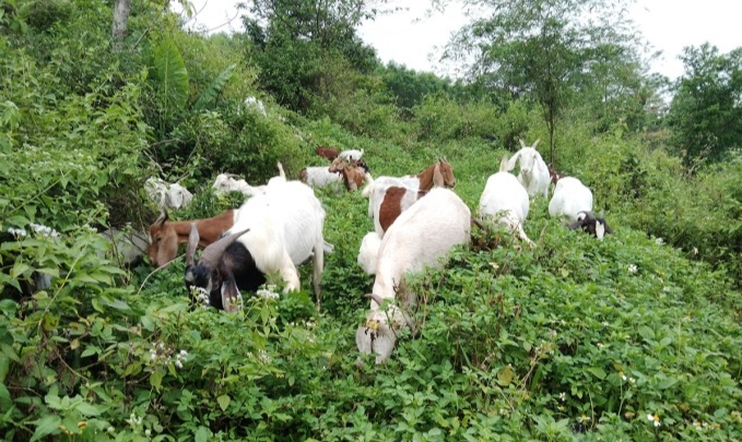Đàn dê được anh Thành chăn thả ăn cỏ, lá cây. Ảnh: Sơn Thủy