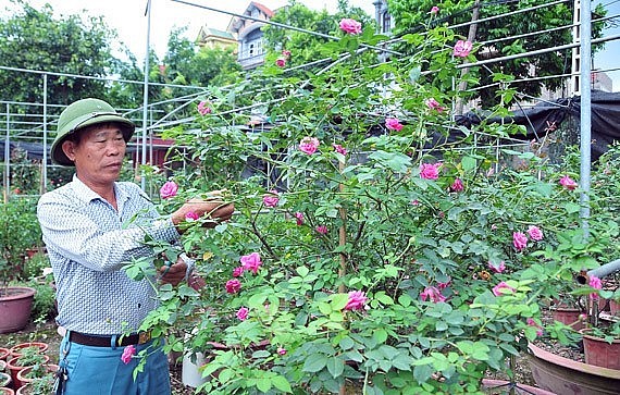 Ông Diễn chăm sóc các loại hoa hồng cổ trong vườn ươm giống của gia đình. Ông Diễn chăm sóc các loại hoa hồng cổ trong vườn ươm giống của gia đình.