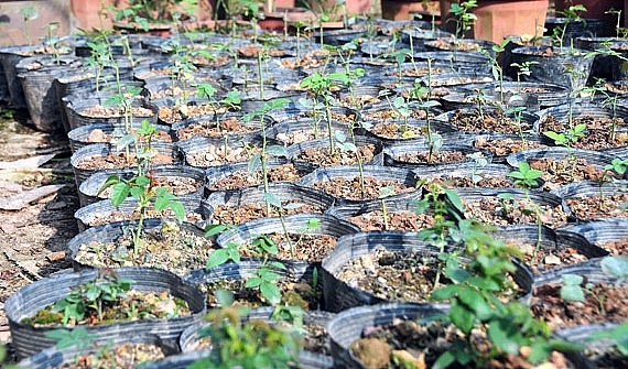 Hoa hồng cổ cần trồng ở nơi thoát nước tốt, tránh ánh nắng mạnh, thoáng gió, có nắng phân bố đều. Hoa hồng cổ cần trồng ở nơi thoát nước tốt, tránh ánh nắng mạnh, thoáng gió, có nắng phân bố đều.