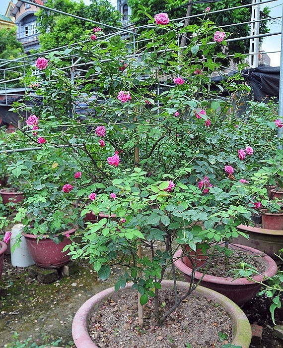 Hoa hồng cổ Sapa được người yêu hoa, cây cảnh yêu thích khi tìm đến làng trồng cây cảnh Phụng Công bởi vẻ đẹp quý phái, kiêu sa và lâu bền. Hoa hồng cổ Sapa được người yêu hoa, cây cảnh yêu thích khi tìm đến làng trồng cây cảnh Phụng Công bởi vẻ đẹp quý phái, kiêu sa và lâu bền.