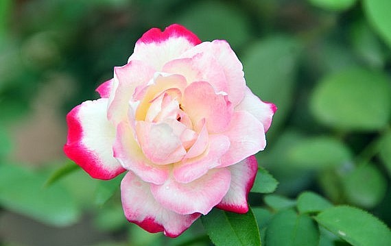 Ngoài ra nhà vườn còn trồng và ươm nhiều giống hoa hồng ngoại như hoa hồng Anh quốc, hoa hồng Pháp, hoa hồng Thái Lan, để đa dạng hóa sản phẩm đáp ứng nhu cầu thị trường. Ngoài ra nhà vườn còn trồng và ươm nhiều giống hoa hồng ngoại như hoa hồng Anh quốc, hoa hồng Pháp, hoa hồng Thái Lan, để đa dạng hóa sản phẩm đáp ứng nhu cầu thị trường.