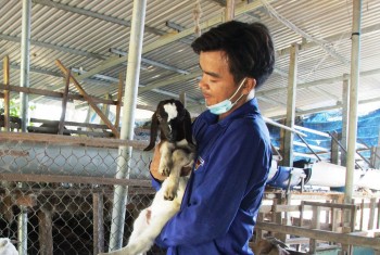 Kỹ sư công nghệ thông tin bỏ phố về quê cuốc đất, trồng cỏ nuôi con be be