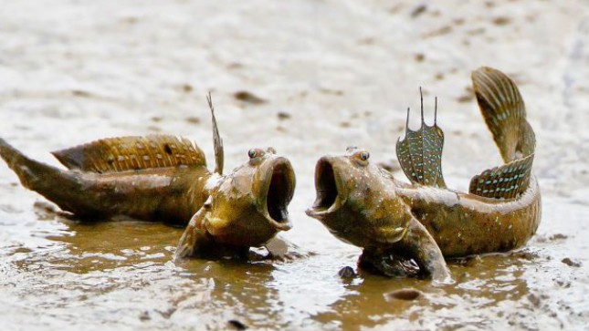 Chế biến cá thòi lòi được mệnh danh là “kỳ lạ nhất hành tinh” theo cách này, đảm bảo ăn ngon quên lối về