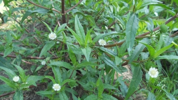 Loại cây dại nghe tên đã ngại vì sợ nhọ tay bất ngờ là thảo dược quý chữa ung thư