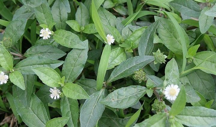 Ở Việt Nam cây nhọ nồi phân bố ở hầu hết các tỉnh vùng đồng bằng, trung du và miền núi ở độ cao 1500m.