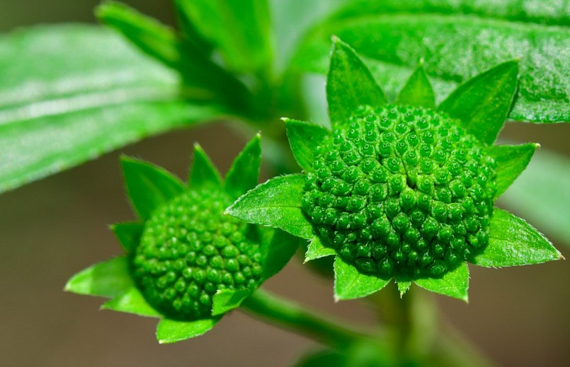 Bộ phận trên mặt đất của cây nhọ nồi được sử dụng để chữa bệnh.