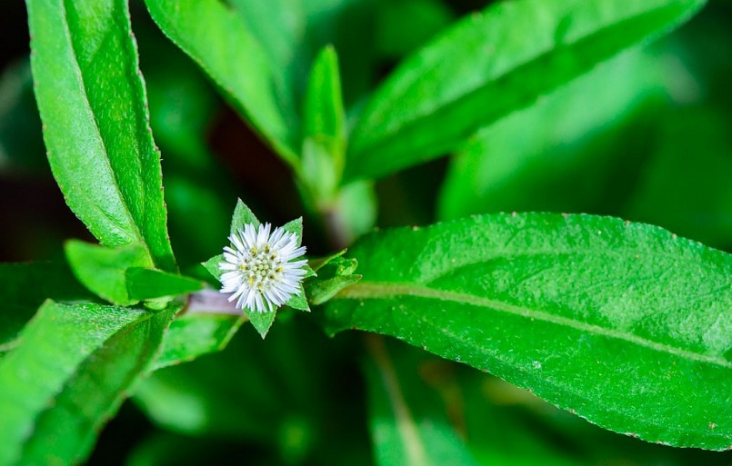 Tại Trung Quốc đã sử dụng nhọ nồi để hỗ trợ điều trị ung thư.