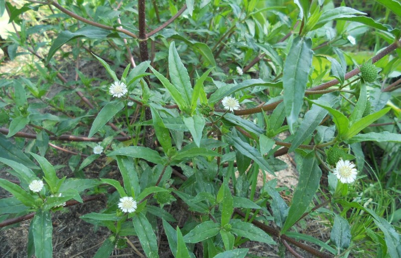 Cây nhọ nồi vốn không xa lạ với người nông thôn Việt Nam thường mọc hoang và có công dụng tốt cho sức khỏe.
